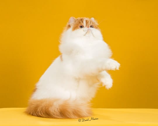 Persian Champion