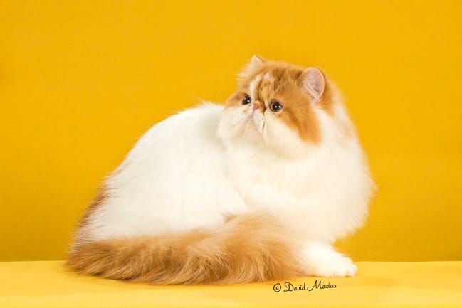Persian Champion