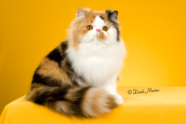 Best Persian