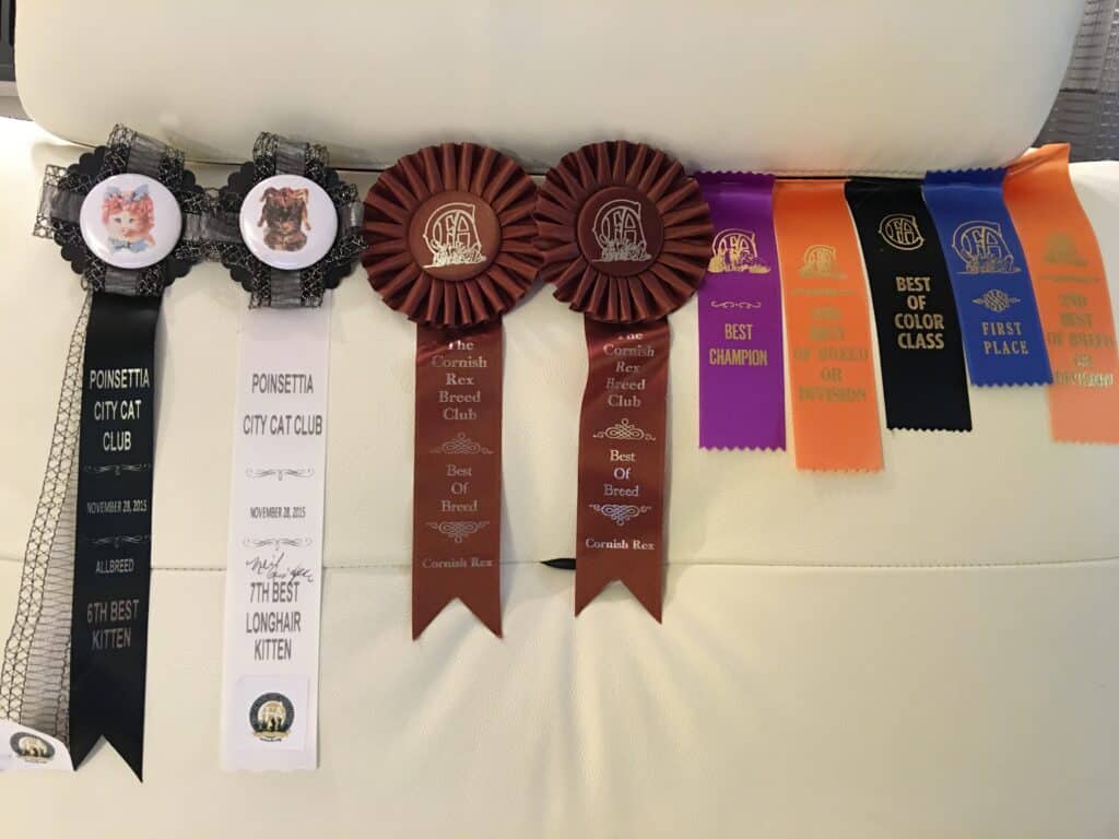Winning Persian Rosettes
